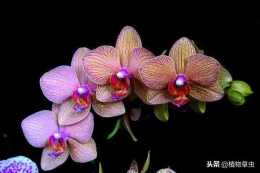 蝴蝶蘭竟然有種子，家庭養蝴蝶蘭用種子繁殖僅有萬分之一的發芽率