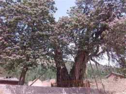 被納入國家林建專案的重要樹種——楸樹