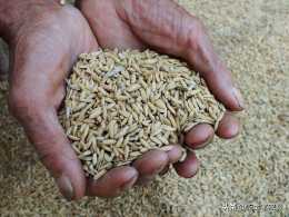 水稻的三蟲三病是什麼？二甲四氯對水稻有什麼影響？