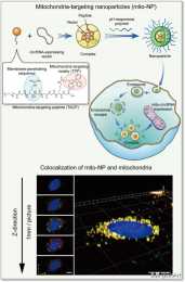 Cell|線粒體定位circRNA調控肝臟免疫代謝性炎症機制