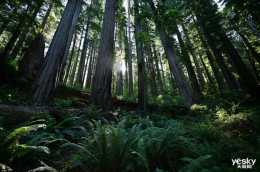 3月21日世界森林日 減少對森林資源消耗 尼康在行動