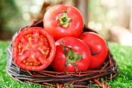 番茄到底是算蔬菜還是水果？