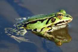 青蛙是不是雜食性動物？青蛙是不是雜食性動物？青蛙是雜食性動物？