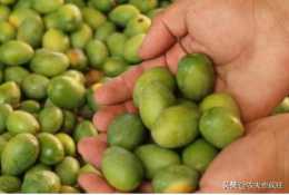 南方獨有水果，種植超2000年，維C是蘋果10倍，30元1斤