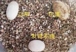 影響龜卵孵化的主要因素【金錢龜種龜孵化】