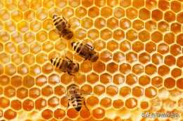 誰到蜂房偷吃蜂蜜還能全身而退？
