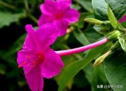被譽為"洗澡花""做飯花"的紫茉莉它果實中的種子還具有美容的作用