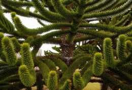 南半球特有常綠針葉植物——智利南洋杉