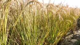 備耕季，超級水稻久豐9號，農戶種了都說好！