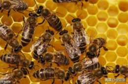 新手養蜂，怎樣買到優質蜂王？線上線下結合，購買好蜂王並不難