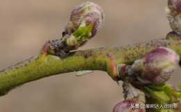 桃園花期就出現的“小”害蟲，雖小但為害可不小，什麼蟲怎辦呢