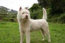 好獵犬何須外國找，在貴州有種“白龍犬”，一條就能幹翻一頭野豬